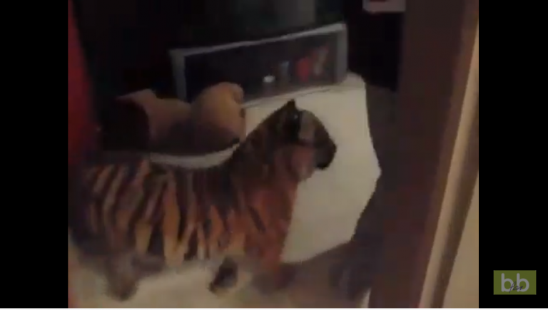 Il vit avec un tigre dans son appartement