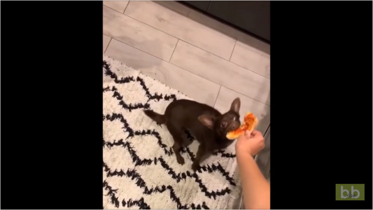 Ce chien se souviendra que la pizza ce n’est pas bon pour les dents