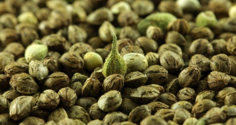 Graines de Cannabis et santé